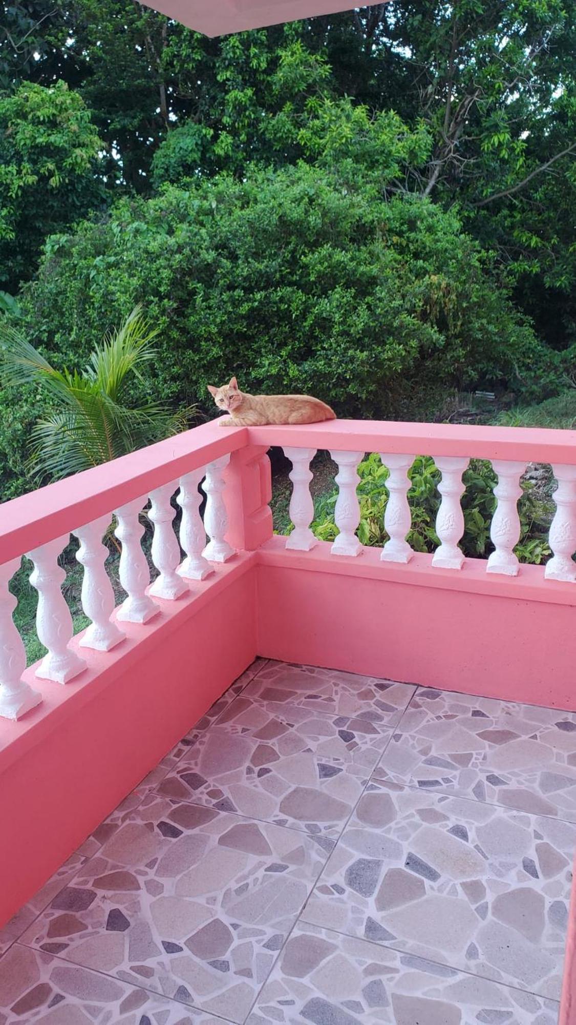Natrue'S Haven Bed & Breakfast Marigot Екстериор снимка